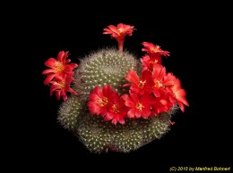 Rebutia senilis WR661 1807 (2)